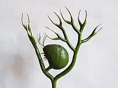 no&nbsp;135 : Utricularia vulgaris.