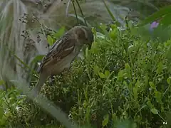 Prédation répétée de pyrales du buis par un groupe de moineaux domestiques.