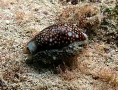 Cyprée, ou Porcelaine à tête de serpent (Monetaria caputserpentis)