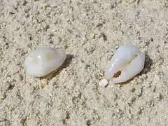 Deux porcelaines monnaie (Monetaria moneta), échoué sur la plage.