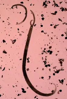 Métazoaire de la Méiofaune