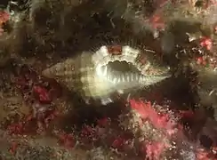 Monoplex vespaceus, immature.