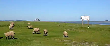 Moutons paissant dans un pré salé, autour du Mont Saint-Michel