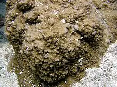 Montipora grisea