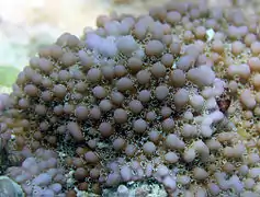 Montipora verrucosa