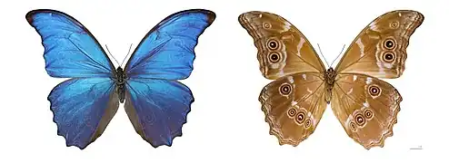 Morpho menelaus didius