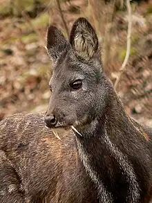 Porte-musc de Sibérie (Moschus moschiferus)