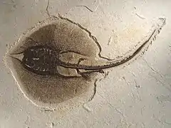 Motif de broderie (2019.0012.9), Malivel Jeanne, Vers 1925, musée de Bretagne.