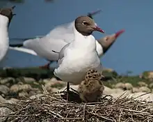 Mouette rieuse et son poussin
