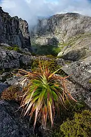 Richea pandanifolia dans les Mount Murchison (Tasmania) (en) en Tasmanie. Novembre 2019.