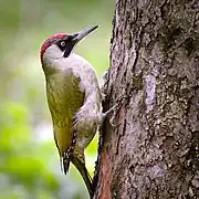 Oiseau vert et blanc vu de profil, accroché à l'écorce d'un tronc d'arbre.