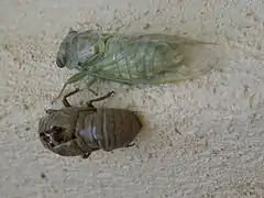 3e&nbsp;étape de la mue - la cigale est sortie (couleur verte) (13h00)