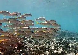 Un banc de surmulets à nageoires jaunes (Mulloidichthys vanicolensis)
