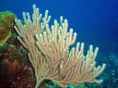 Muricea elongata, un Plexauridae