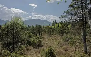 P. mugo nothosubsp. rotundata, Tourbières de Murnau, Allemagne.