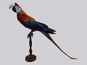 Ara macao, spécimen naturalisé au XIXe siècle.