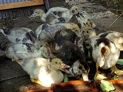 Après sept semaines.