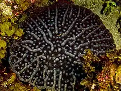 Mycetophyllia alliciae