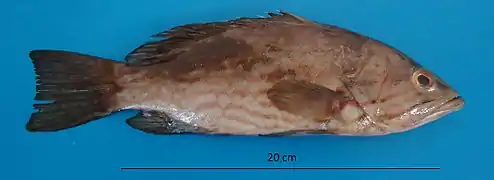 Myctoperca acutirostris