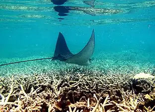 Aigle de mer à La Réunion.