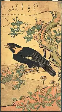 Oiseau Myna perché (vers 1770)Bibliothèque de l'Université de Princeton