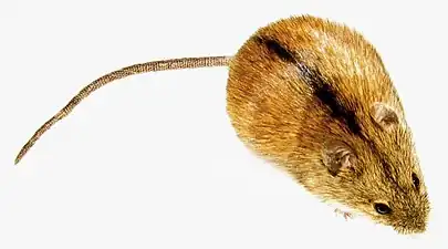 Souris des champs (Apodemus agrarius)