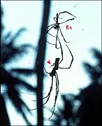 Néphile dorée des Seychelles : femelle venant de muer et mâle (flèche). Ex. : exuvie. Photographie à contre-jour.