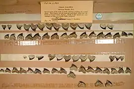 Dents fossiles de S. falcatus provenant du Kansas.