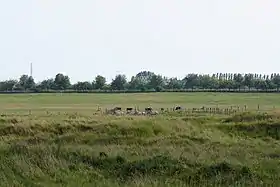 Troupeau de Liebenthaler au NSG Falkenberger Rieselfelder en 2015