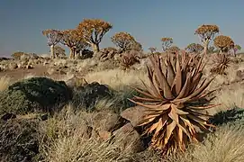 La « forêt » d'arbres aux carquois en Namibie.
