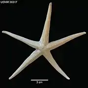 Narcissia gracilis (USNM)