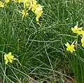 Feuillage tubulaire (Narcissus jonquilla subsp. fernandesii, cultivé).