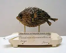 Spécimen naturalisé du Centre de biodiversité Naturalis, Leyde, Pays-Bas