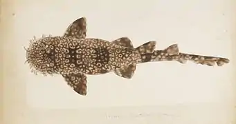 Orectolobus japonicus