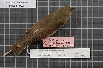 S. b. woodwardi - Parties supérieures d'un mâle, spécimen RMNH.AVES.94935, collecté au Kenya.