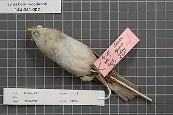 S. b. woodwardi - Parties inférieures du même spécimen que précédemment (RMNH.AVES.94935).