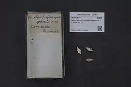 Benthoxystus petterdi.