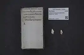 Cytharomorula paucimaculata.