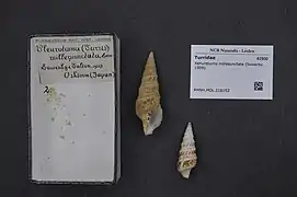 Xenuroturris millepunctata