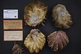 Coquille au Musée zoologique d'Amsterdam.