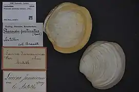 Phacoides pectinata.