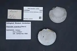 Discolucina virginea.