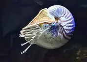 Photographie en couleurs d'un animal marin muni de tentacules et d'une coquille en spirale sur fond noir.