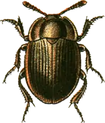 Necrophilus subterraneus.