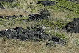 Bernache néné sur le versant méridional du Kīlauea.