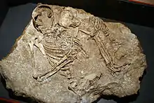 Sépulture double dite « la dame de Monteloup », une femme (20 ans) et son enfant, découverte à La Chapelle-Saint-Mesmin