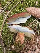 Tubes jaunâtres avant de bleuir.