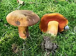 Neoboletus xanthopus, le Bolet à pied jaune, comestible après cuisson.