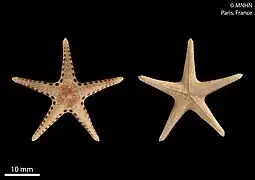 Neoferdina antigorum.