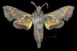 Revers du mâle (coll.MHNT)